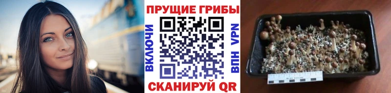 Галлюциногенные грибы Psilocybe  darknet наркотические препараты  Азов 